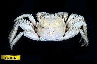 藏品(齒突斜紋蟹)的圖片